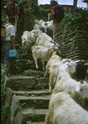 道をふさぐ山羊の群れ
